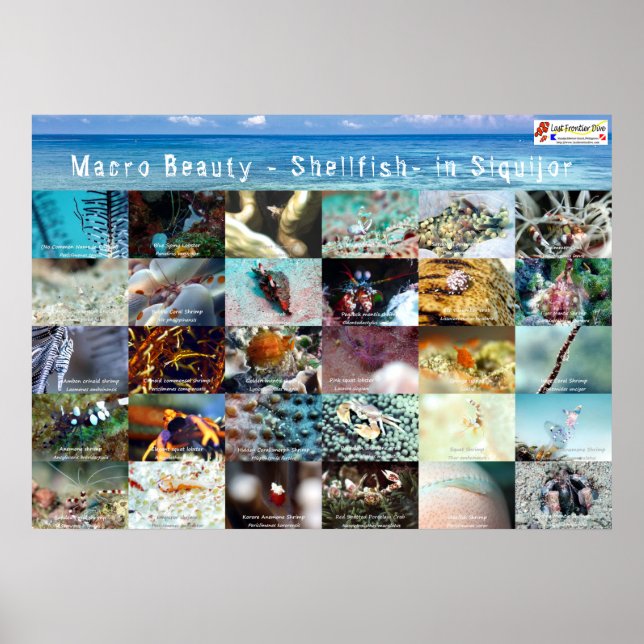 Poster Inglês: Macro Beauty - Shellfish - em Siquijor (Frente)