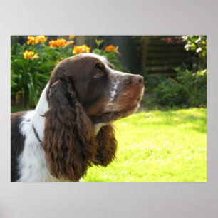Poster Inglês Springer Spaniel