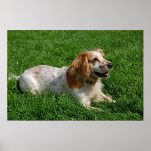 Pôster Inglês vermelho cocker spaniel