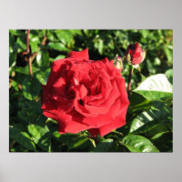 Ingrid Bergman Hybrid Tea Rosa 032