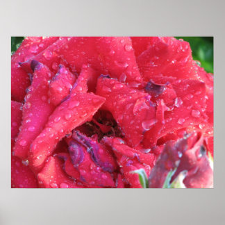 Poster Ingrid Bergman Hybrid Tea Rosa 038