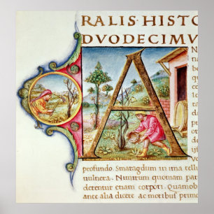 Pôster Inicial "A" de Historiated que descreve