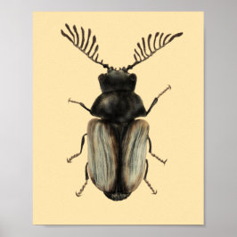 Poster Insect Lover Beetle Art