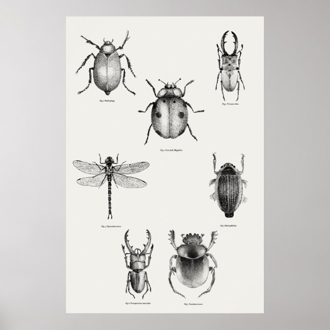Poster Insects diagram (Frente)