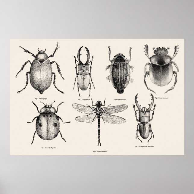 Poster Insects diagram II (Frente)