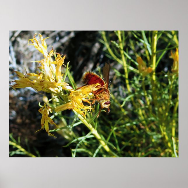 Poster Insetar em uma Flor (Frente)