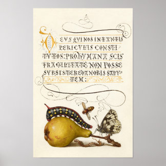 Poster Inseto de pera de colheita inicial dourada da cali