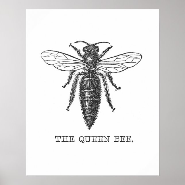 Pôster Inseto do Inseto de Ilustração da Rainha Bee (Frente)