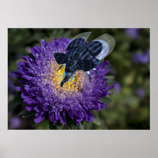 Poster Inseto Elefante Azul Rara