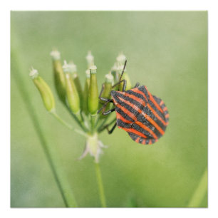 Pôster Inseto vermelho - uma mais garrafa não fere