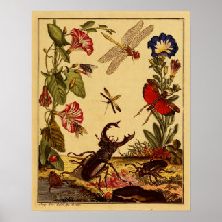 Poster Insetos 1764
