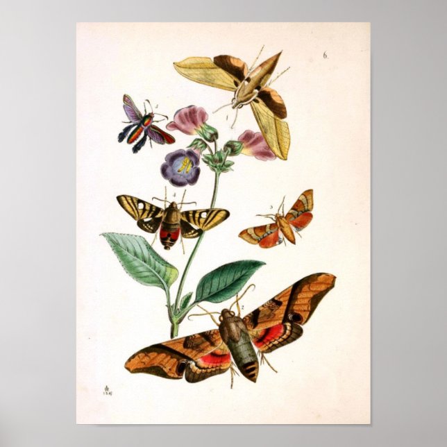 Poster Insetos Animais-Borboleta-Rare-Book-Oriental-Entym (Frente)