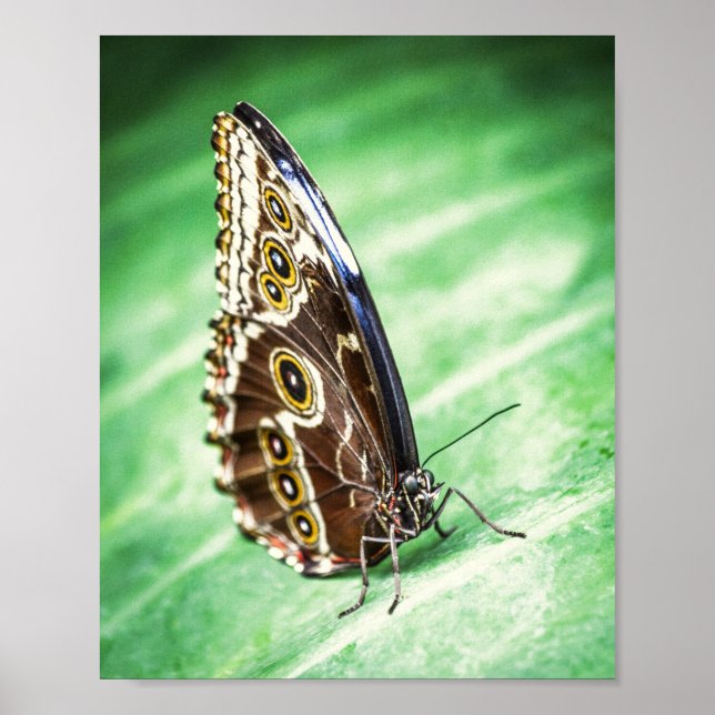 Poster Insetos Borboleta Lindos Arte Fina Arquivística (Frente)