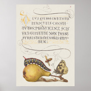 Poster Insetos de Jardim, Mosca, Lagarta, Pera, Centopéia