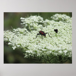 Poster Insetos em Elderflower