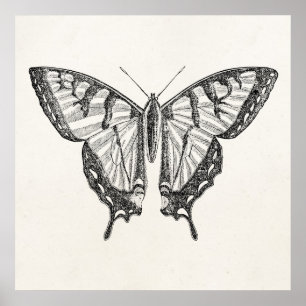 Poster Insetos personalizados borboleta das borboletas do