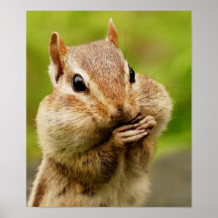 Poster insolente do Chipmunk