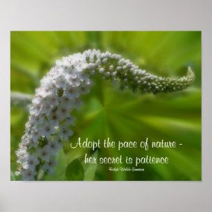 Pôster Inspiração de Flor Branco de Cotação de Paciê