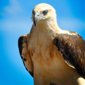 Poster Inspiracional Motivacional Eagle Design