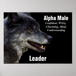 Poster inspirador do lobo cinzento de homem alfa
