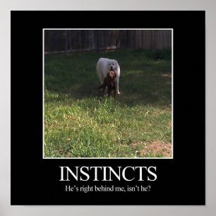 Poster inspirador, INSTINTOS