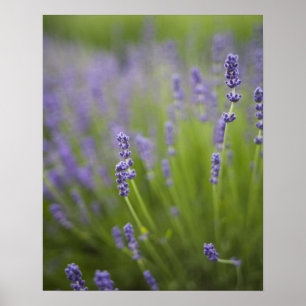 Pôster Instalações de Lavanda 2