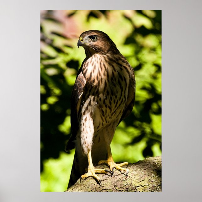 Poster Intensa postura (Frente)