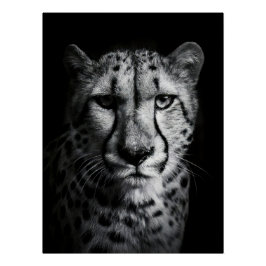 Pôster Intense Black and White Cheetah Portrait