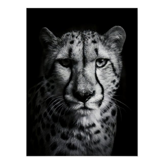 Pôster Intense Black and White Cheetah Portrait (Frente)