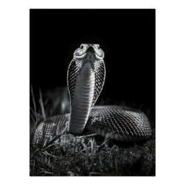 Pôster Intense Black & White King Cobra Fine Art Print |