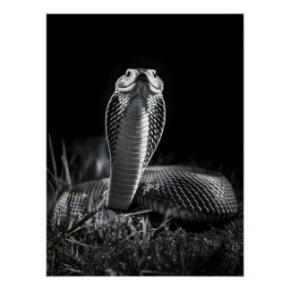 Pôster  Intense Black & White King Cobra Fine Art Print |
