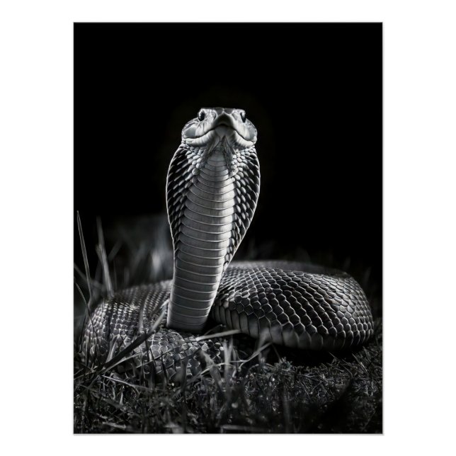 Pôster  Intense Black & White King Cobra Fine Art Print | (Frente)