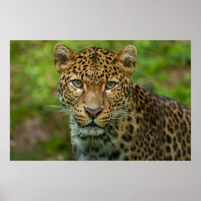 Poster Intensidade de Jaguar (Frente)