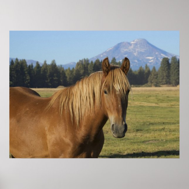 Poster Intervalo em Cascata | Chestnut Horse (Frente)