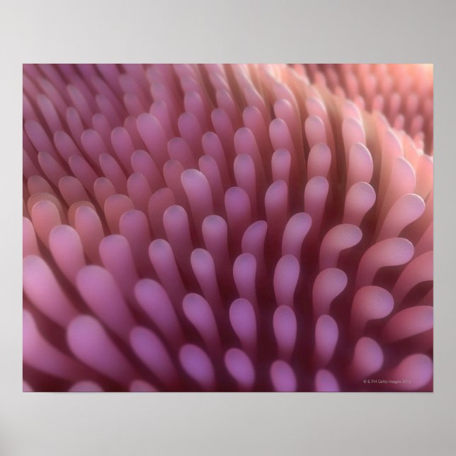 Pôster Intestinal Villi (Frente)