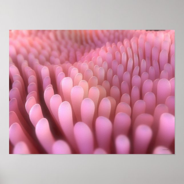 Pôster Intestinal Villi 2 (Frente)