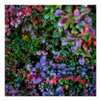 Pôster Intrate Bush