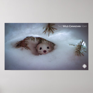 Pôster Inverno - Weasel De Altura Curta