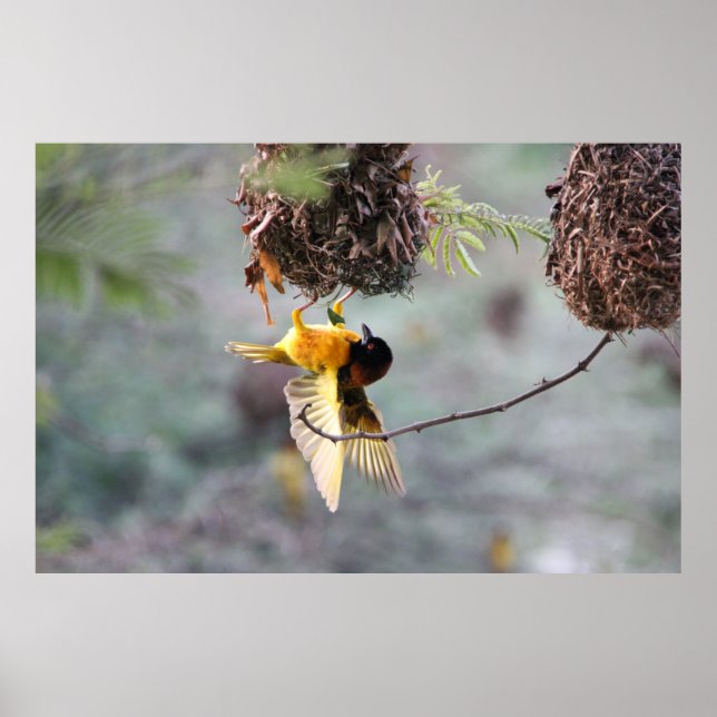 Poster Invertido (Frente)