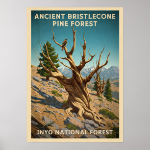 Poster Inyo - Floresta de Pinus Bristlecone V01, antiga
