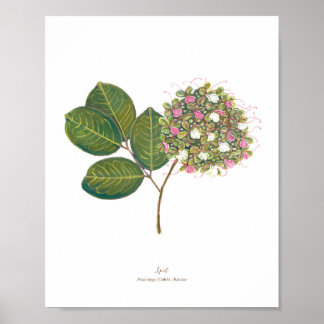 Poster Ipil (Intsia bijuga) Blooms Florestais Filipinas