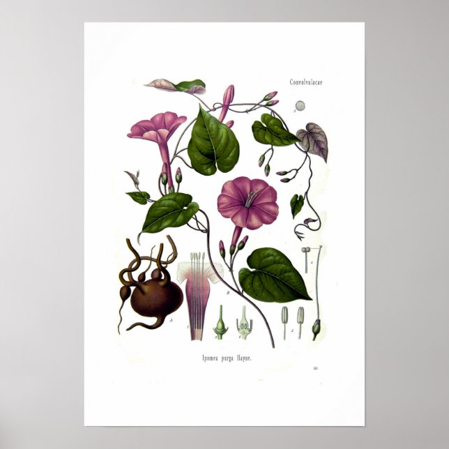 Pôster Ipomea purga (salto) (Frente)