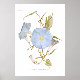 Poster Ipomoea rubro-coerulea