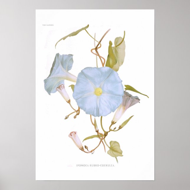 Poster Ipomoea rubro-coerulea (Frente)