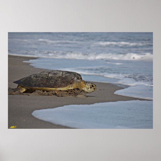 Poster Ir para casa II (Frente)