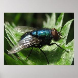 Pôster Iridescence - garrafa azul