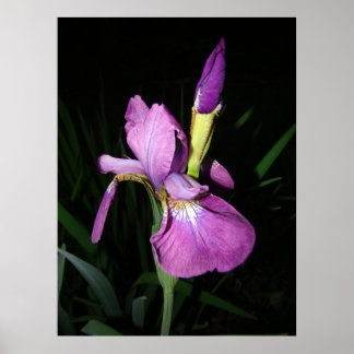 POSTER IRIS