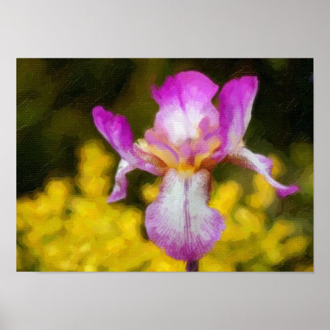 Pôster Iris (Frente)