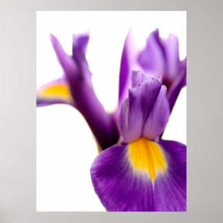 Poster Iris