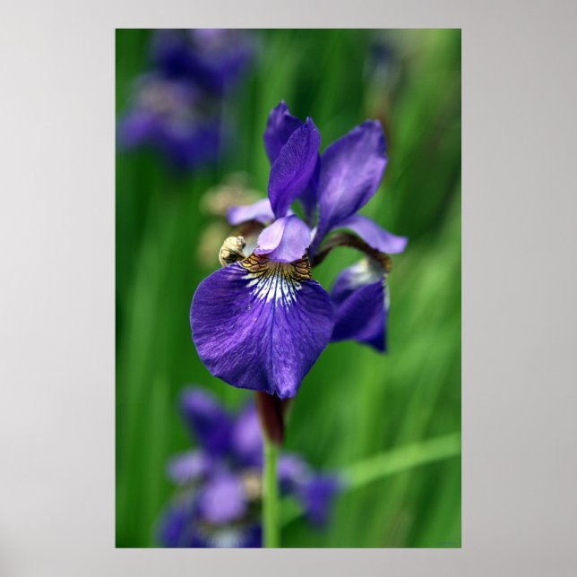 Pôster Iris (Frente)